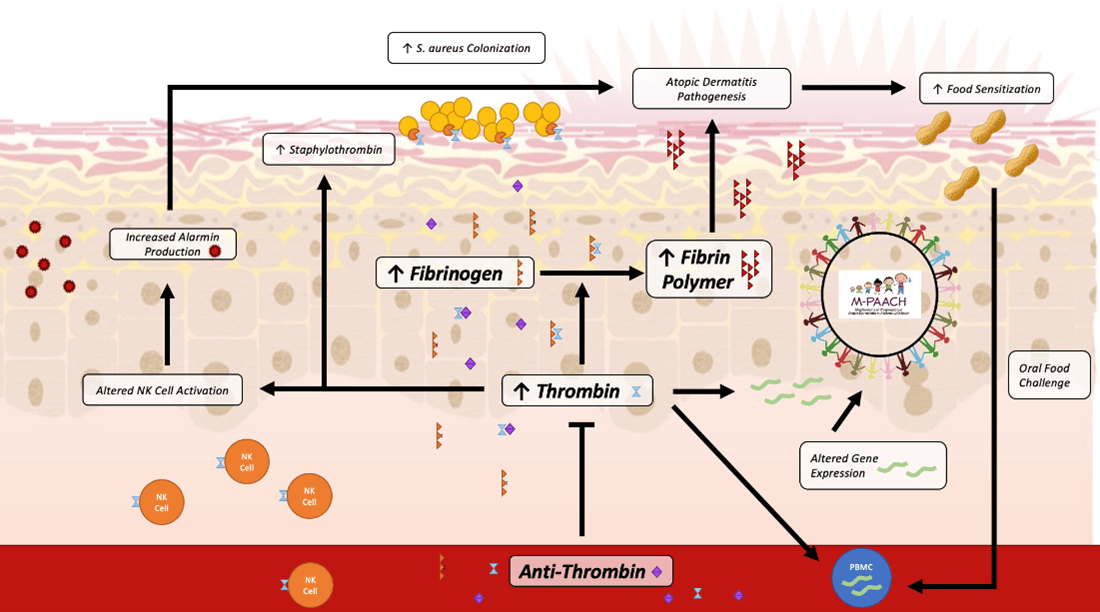 Proposed mechanisms between clotting, allergic sensitization, and atopic dermatitis pathogenesis.
